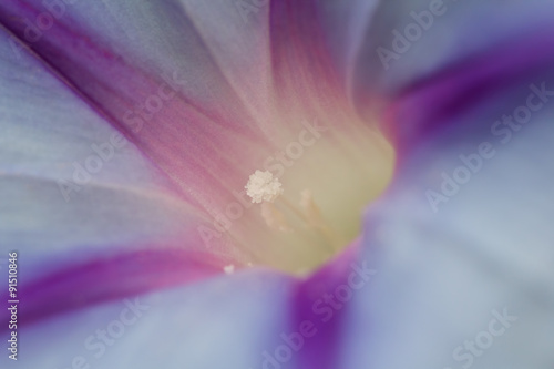 Tableau sur toile Photo of the beautiful purple flower.