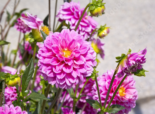 Dahlie, Dahlia