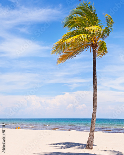 Fototapeta Naklejka Na Ścianę i Meble -  Palm trees on a beautiful sunny summer afternoon in Miami Beach Florida with ocean and blue sky in the background