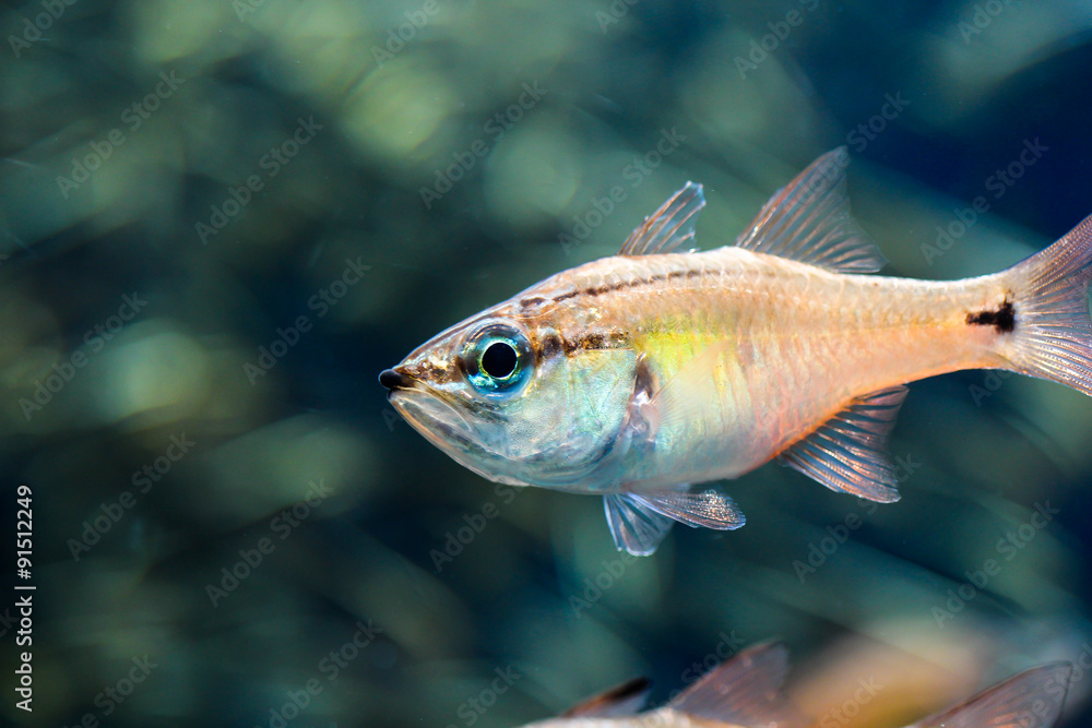 Fototapeta premium 熱帯魚 海水魚 