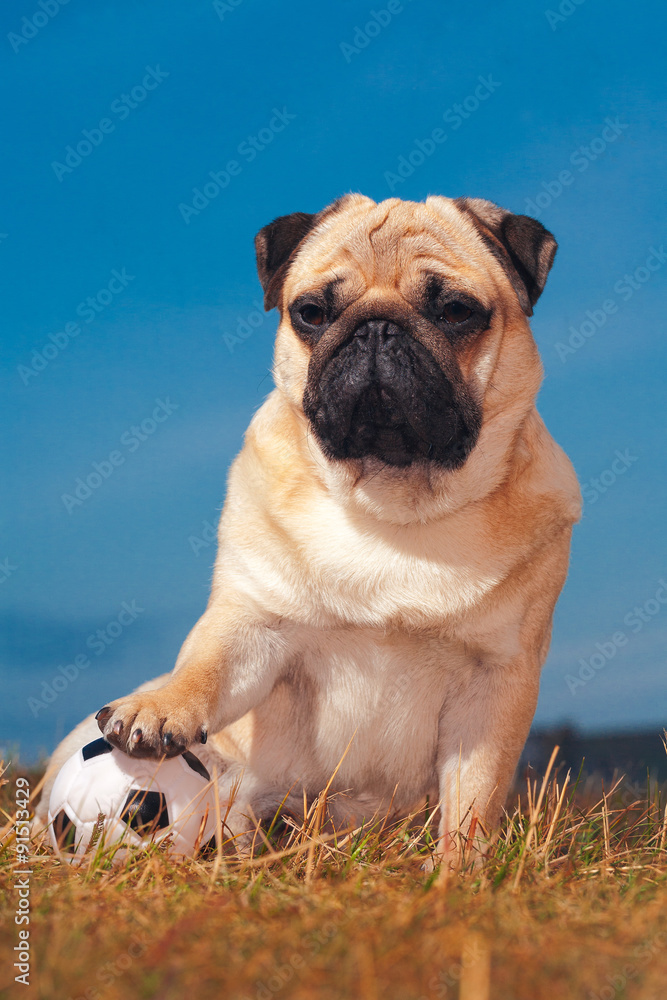 Pug dog on a background of the sky with a soccer ball Pug dog on a background of the sky with a soccer ball
