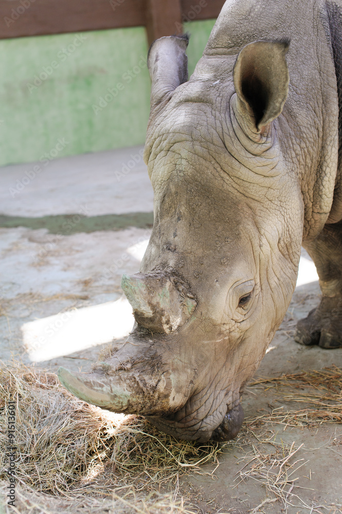 Obraz premium rhinos