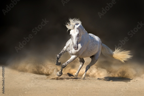 White andalusian stallion in dust against dark background #91513801