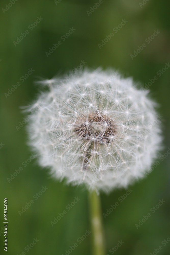 Fototapeta premium Löwenzahn