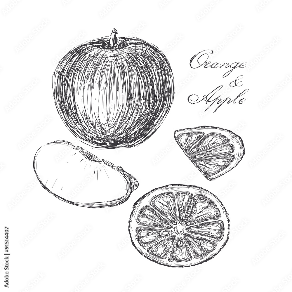 Fototapeta premium sketch of apple and orange