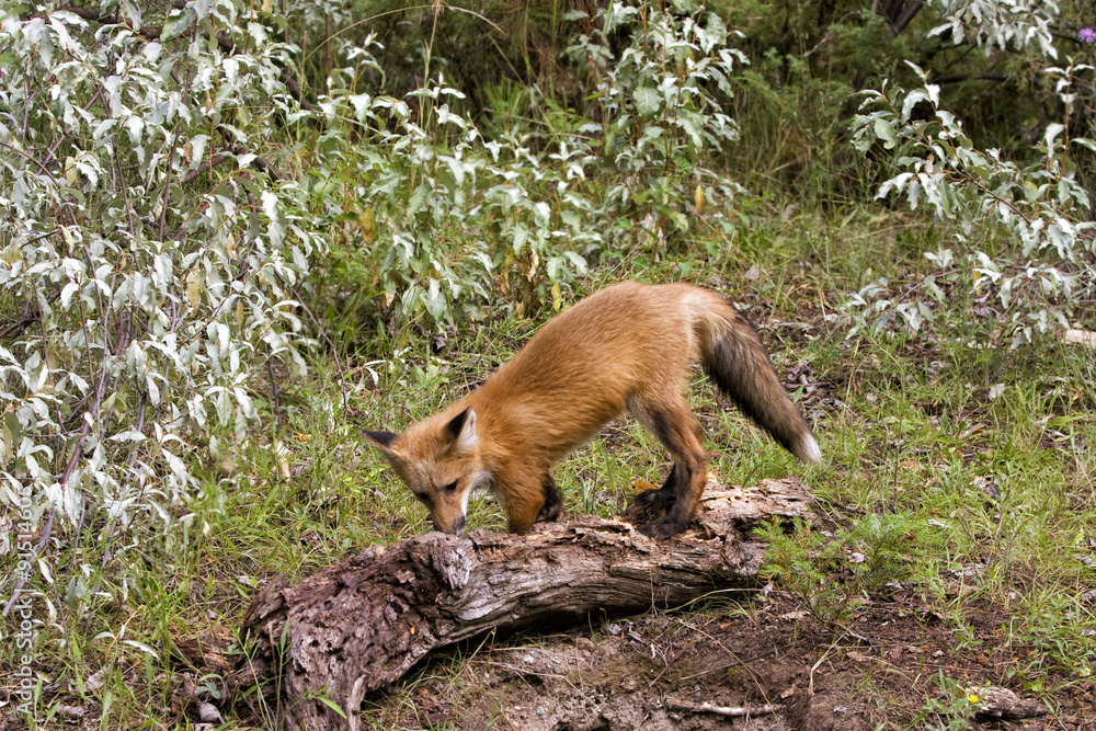 Fototapeta premium Red Fox Exploring