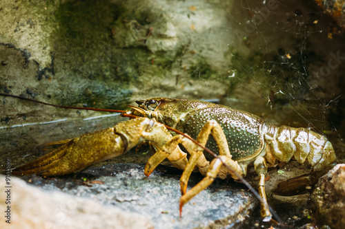 Wild Signal crayfish is sitting on stone.