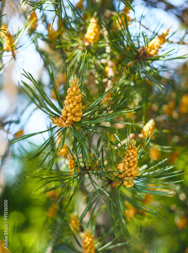 Evergreen pollination on fir tree at closeup in forest photo