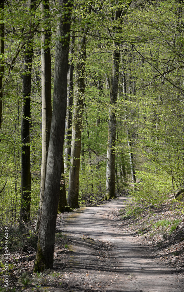 Fototapeta premium Waldweg im Frühling