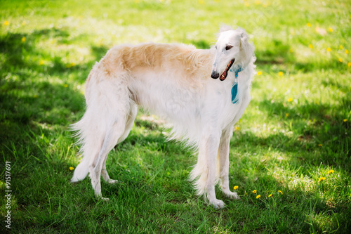 White Russian Borzoi, sighthound, gazehound hunting dog, runnin