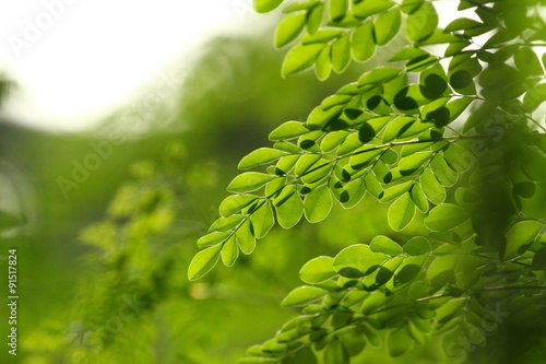 Moringa Blätter photo