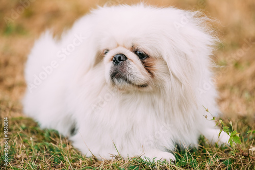 Close up portrait of young White Pekingese Pekinese.