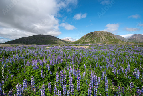 Lupins at Eystrahorn, south of Iceland