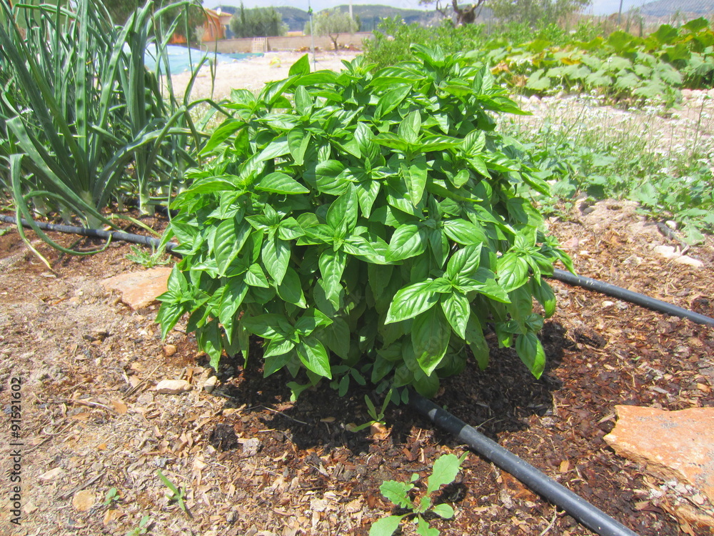 basil and onions with drip irrigation Stock Photo Adobe Stock