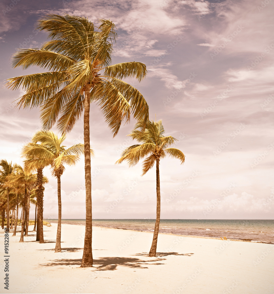 Palm trees on a beautiful sunny summer afternoon in Hollywood Beach near Miami Florida with Instagram filter processing for vintage looks Palm trees on a beautiful sunny summer afternoon in Hollywood Beach near Miami Florida with Instagram filter processing for vintage looks