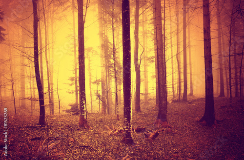 Creepy yellow red oversaturated foggy woods landscape. Color filter filter effect used.
