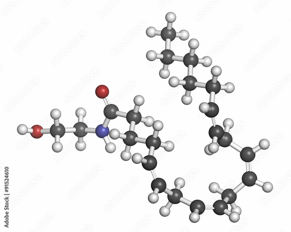 Anandamide endogenous cannabinoid neurotransmitter molecule. Anandamide endogenous cannabinoid neurotransmitter molecule.