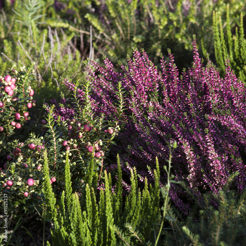 Beautiful heather in the forest close-up. Selective focus