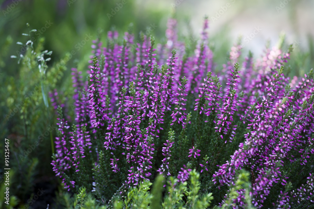 Obraz premium Beautiful heather in the forest close-up. Selective focus