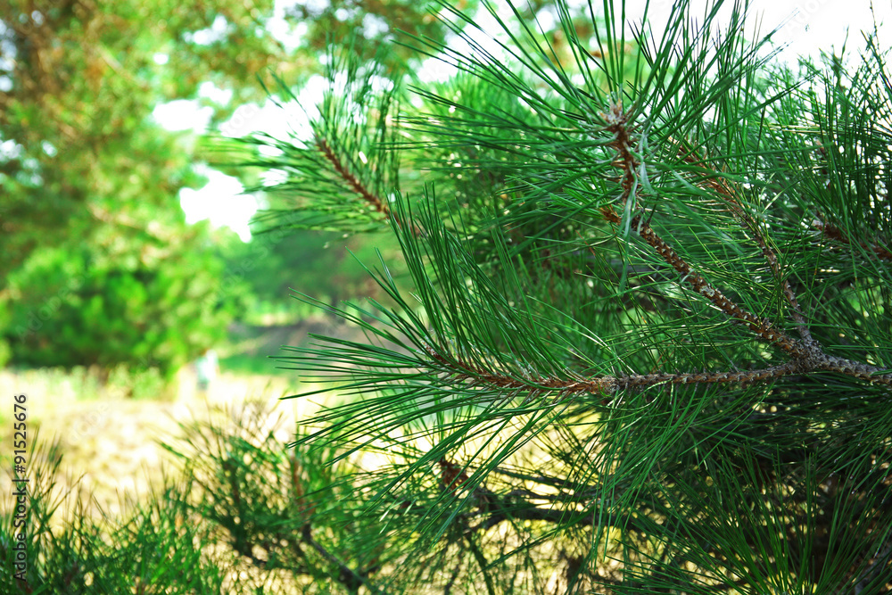 Obraz premium Beautiful green trees outdoors