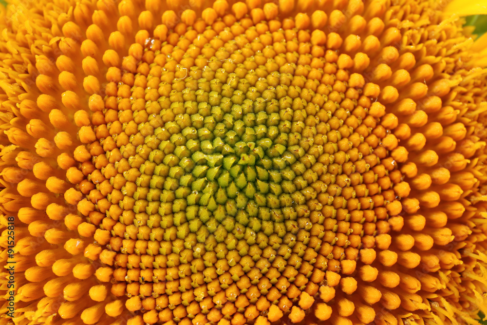 Beautiful bright sunflower close up Beautiful bright sunflower close up