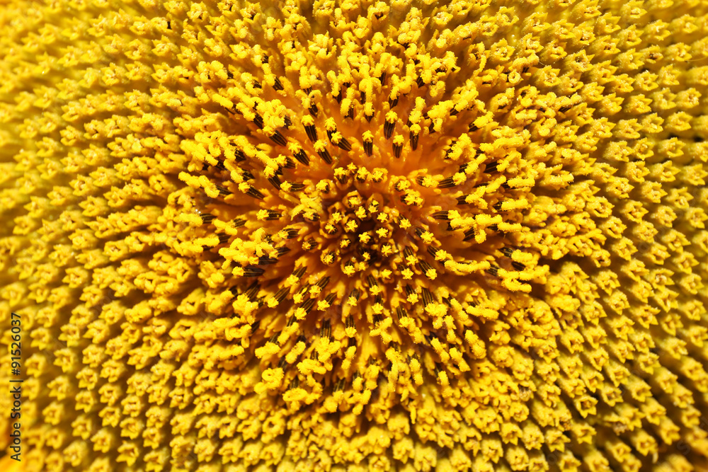 Sunflower seeds, closeup Sunflower seeds, closeup