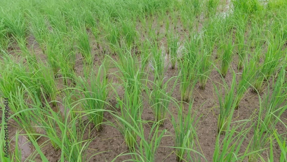 View of Young rice sprout ready to growing in the rice field View of Young rice sprout ready to growing in the rice field