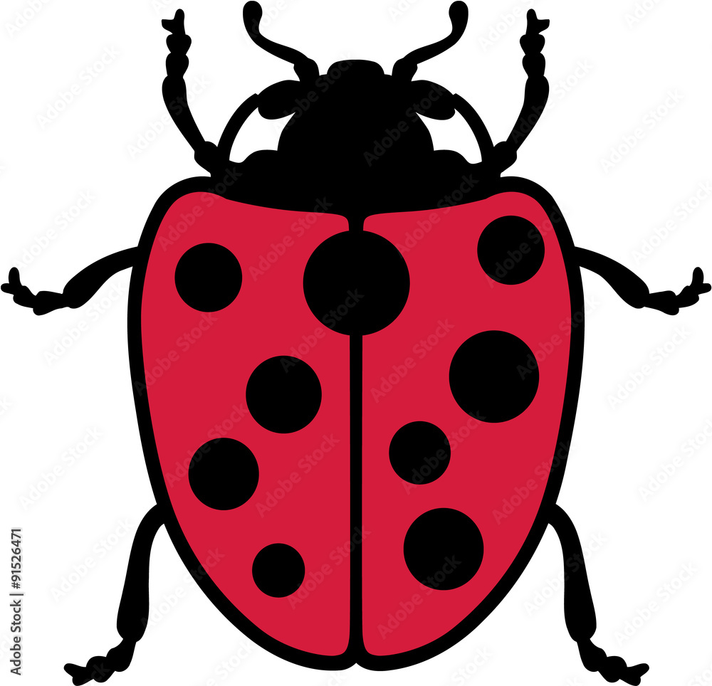 Obraz premium Real Ladybug