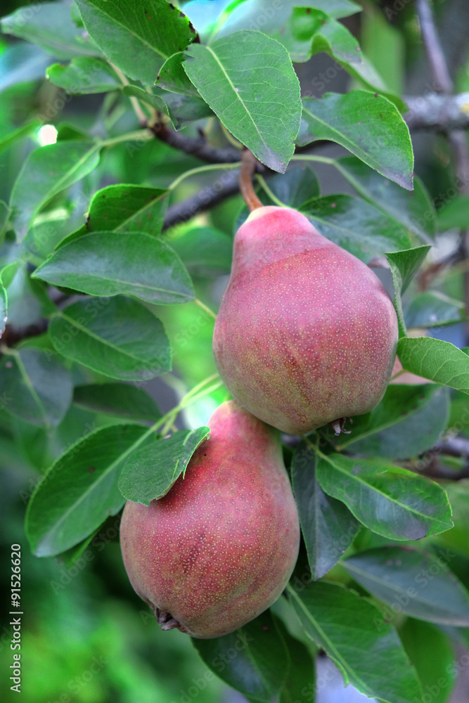 Closeup branch of pear tree Closeup branch of pear tree