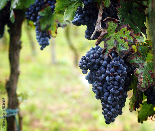 Grape harvest in the Veneto region  in Italy. Clusters of Merlot grapes variety. 