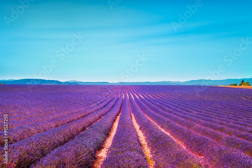 Lavender flowers blooming field and clear sky. Valensole, Proven