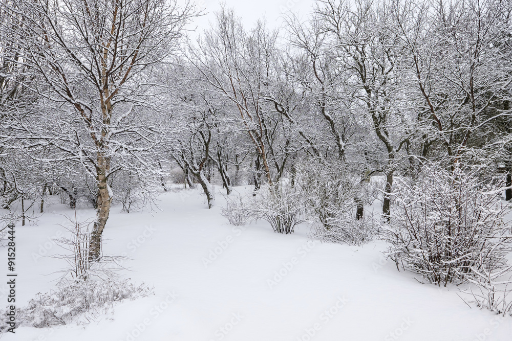 Winter forest Winter forest