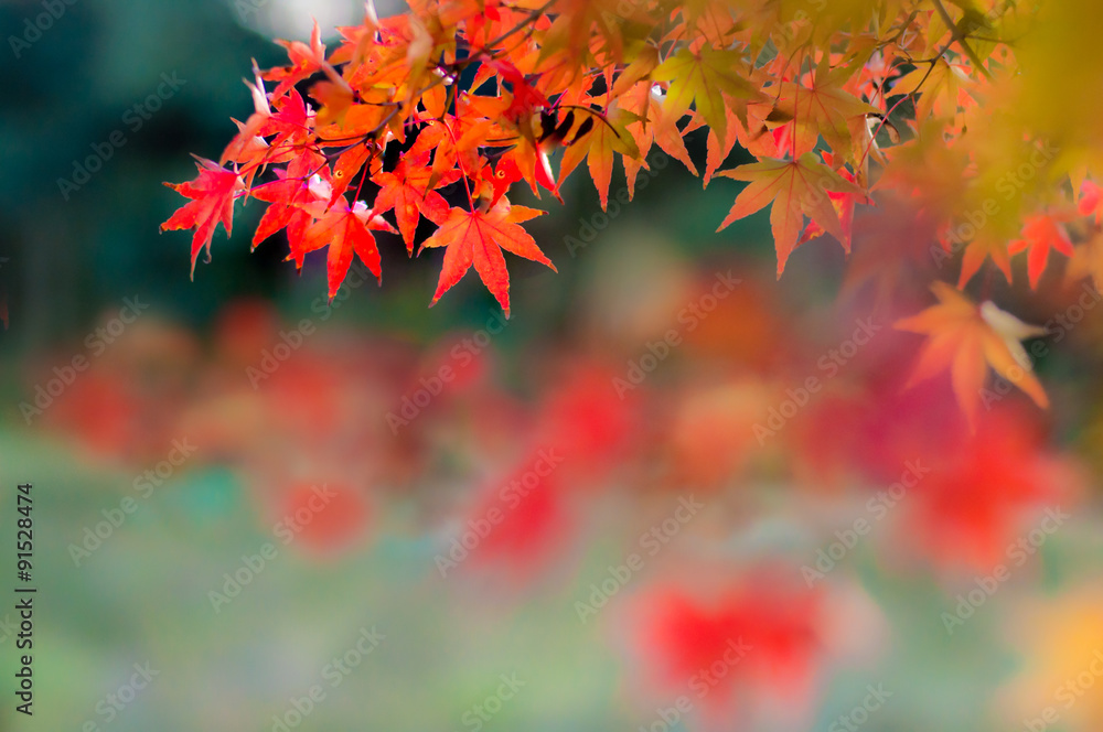 紅葉 紅葉