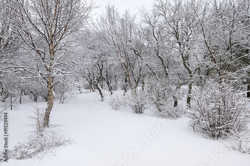 Winter forest © klikk