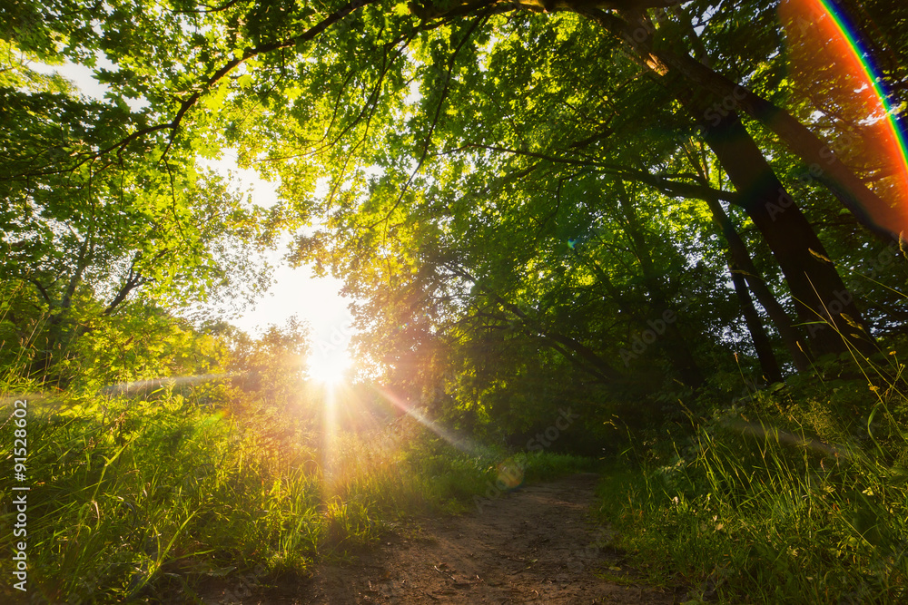 Obraz premium wood at sunset