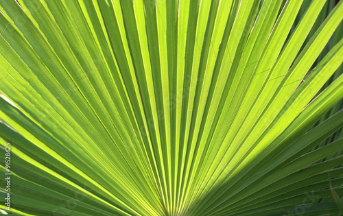 beautiful green palm leaf