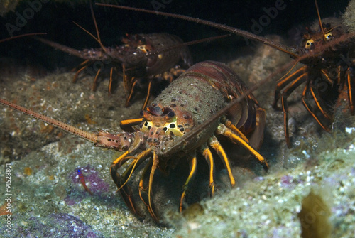 Lobster in the wild at California reef