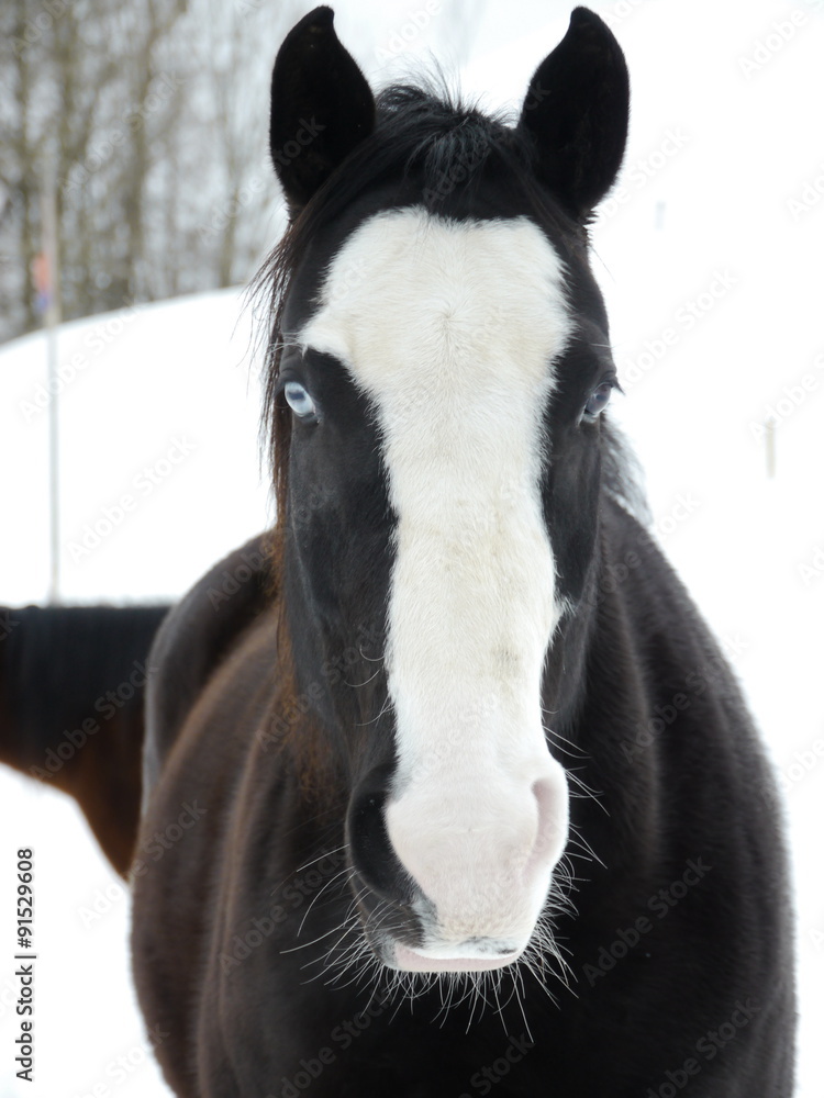 Obraz premium snow horse winter