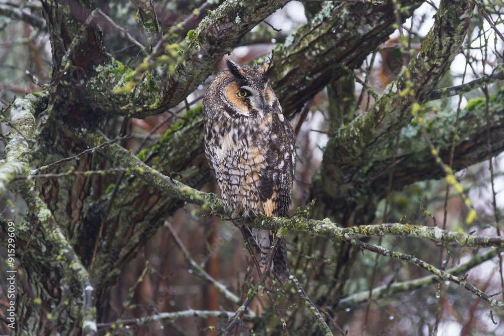 Obraz premium long eared owl