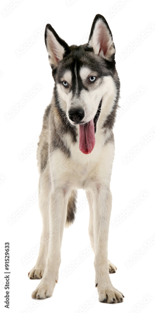 Beautiful huskies dog isolated on white