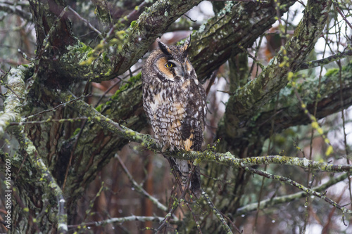 long eared owl