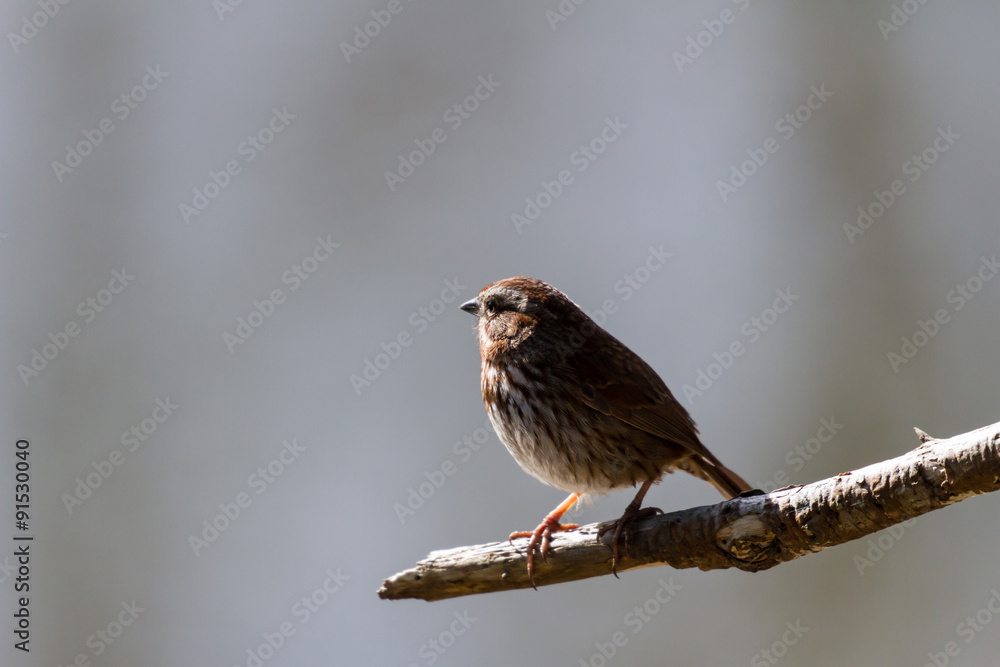 Song Sparrow Song Sparrow