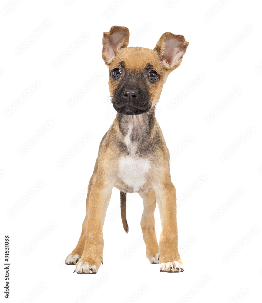 One cute mixed breed shepherd labrador puppy One cute mixed breed shepherd labrador puppy