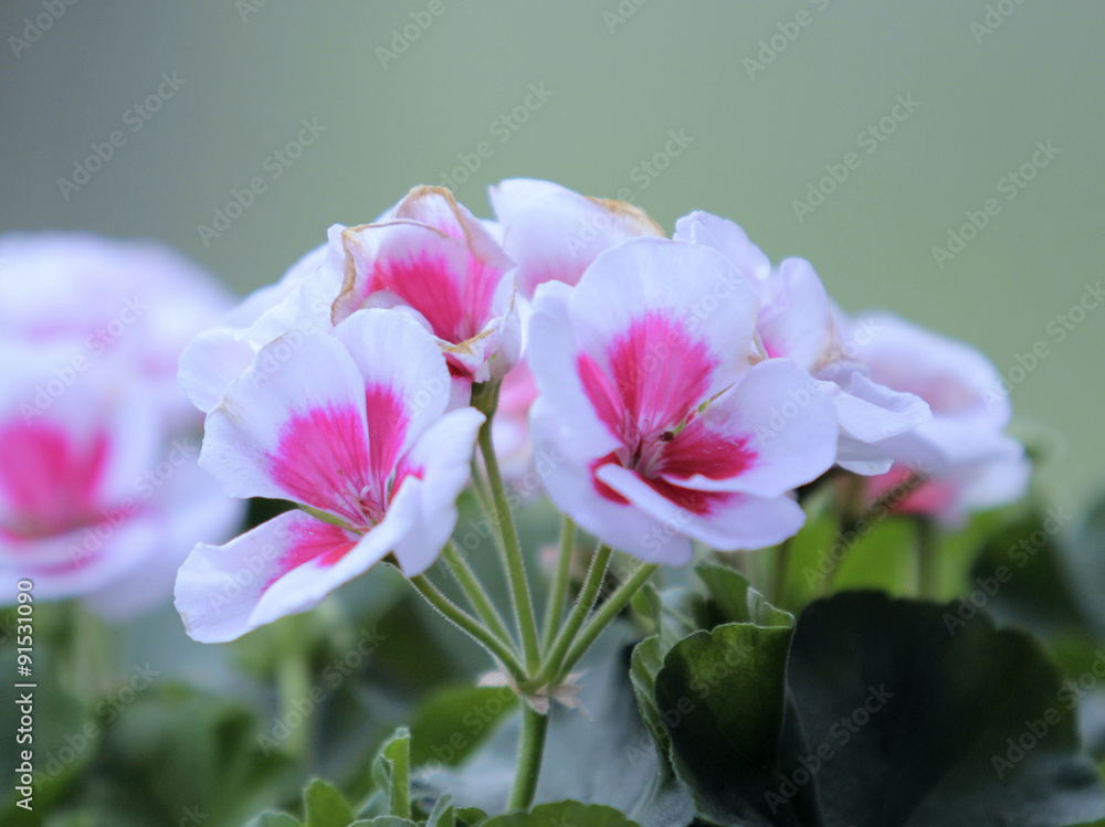 Fototapeta premium Pink and White Flowers