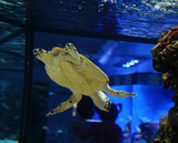 Underwater world - sea turtle in an aquarium