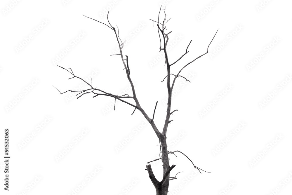 Single old and dead tree isolated on white background Single old and dead tree isolated on white background