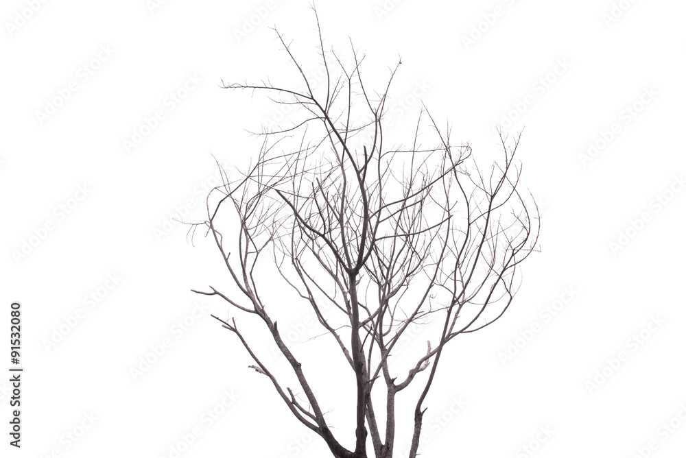 Single old and dead tree isolated on white background Single old and dead tree isolated on white background