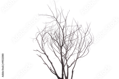 Single old and dead tree isolated on white background