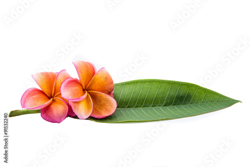 flower on white backgrounds,Frangipani Flower