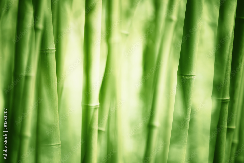 Obraz premium Bambus